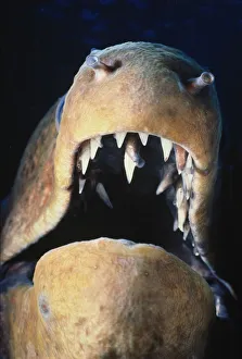 Moray eel (Muraena sp.) with mouth open, Red Sea Moray eel (Muraena sp.) with mouth open, Red Sea