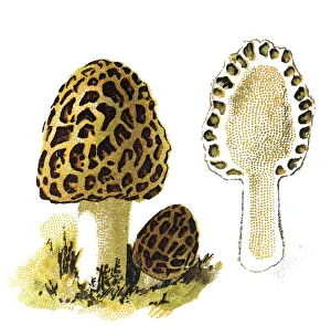 Morchella esculenta, (commonly known as common morel, morel, yellow morel, true morel Morchella esculenta, (commonly known as common morel, morel, yellow morel, true morel