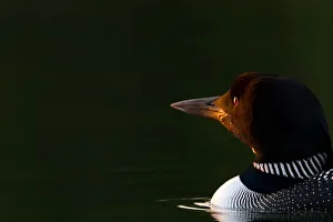 <b class=qtipBold><figcaption>Morning breaks</figcaption></b><br>Taken early morning on Buck Lake, Ontario, Canada.<br><em>© Jim Cumming</em> Morning breaks