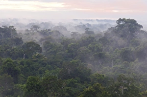 Morning mist over the treetops of the rainforest, Tambopata Nature Reserve, Madre de Dios Region, Peru Morning mist over the treetops of the rainforest, Tambopata Nature Reserve, Madre de Dios Region, Peru