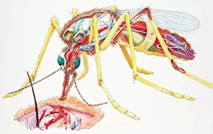 Biomedical Illustration Gallery: Mosquito (Culicidae), female, internal anatomy, and sucking blood from skin, cross-section