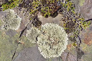 Moss, Map Lichen -Rhizocarpon geographicum- and other lichen, Hells Canyon, Oxbow, Idaho Moss, Map Lichen -Rhizocarpon geographicum- and other lichen, Hells Canyon, Oxbow, Idaho