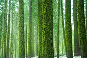 Moss on the trees in Yosemite, California, USA Moss on the trees in Yosemite, California, USA