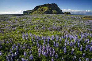 Mossy mountain, Nootka lupine -Lupinus nootkatensis- at Vik i Myrdal, South Coast, Iceland, Europe Mossy mountain, Nootka lupine -Lupinus nootkatensis- at Vik i Myrdal, South Coast, Iceland, Europe