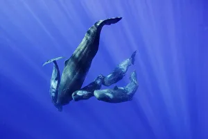 <b class=qtipBold><figcaption>Mother and her calves</figcaption></b><br>Mother sperm whale dives and takes her calves away from us.<br><em>© © Wildestanimal 2015</em> Mother and her calves