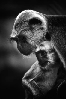 <b class=qtipBold><figcaption>Mother & Child</figcaption></b><br>Gray langurs cuddled together in black & white.<br><em>© 2011 Christian Meermann</em> Mother & Child