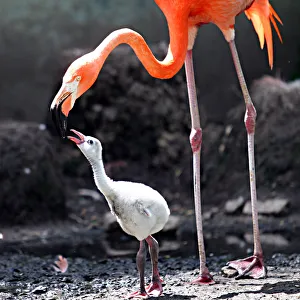 <b class=qtipBold><figcaption>Mother flamingo kising her baby</figcaption></b><br>Bright orange flsmingo kissing her little white flamingo chick.<br><em>© jaki good miller</em> Mother flamingo kising her baby