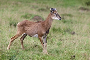 Mouflon (Ovis orientalis), Daun wildlife park, Rhineland-Palatinate, Germany, Europe Mouflon (Ovis orientalis), Daun wildlife park, Rhineland-Palatinate, Germany, Europe