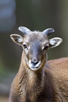 Mouflon -Ovis orientalis musimon-, Daun wildlife park, Rhineland-Palatinate, Germany Mouflon -Ovis orientalis musimon-, Daun wildlife park, Rhineland-Palatinate, Germany