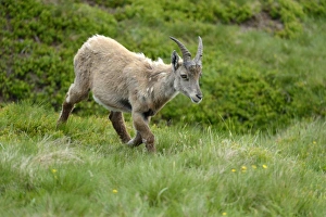 Moulting Alpine Ibex -Capra ibex-, Bernese Oberland, Canton of Bern, Switzerland Moulting Alpine Ibex -Capra ibex-, Bernese Oberland, Canton of Bern, Switzerland