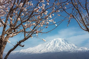 Mount Ararat with cherry blossoms foreground Mount Ararat with cherry blossoms foreground