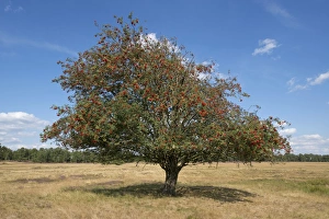 Mountain Ash or Rowan -Sorbus aucuparia- with red fruits, Schneverdingen, Lower Saxony Mountain Ash or Rowan -Sorbus aucuparia- with red fruits, Schneverdingen, Lower Saxony