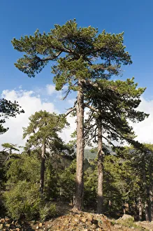 Mountain forest, European Black Pines or Taurian Pines -Pinus nigra ssp Mountain forest, European Black Pines or Taurian Pines -Pinus nigra ssp