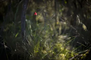Mountain gladiolus flower, gladiolus watsonioides, forest zone, Mount Kilimanjaro Mountain gladiolus flower, gladiolus watsonioides, forest zone, Mount Kilimanjaro