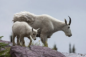 Mountain Goat -oreamnos americanus- with goatling on a snow field, Glacier National Park Mountain Goat -oreamnos americanus- with goatling on a snow field, Glacier National Park