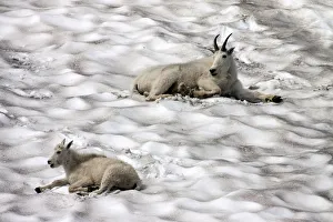 Mountain Goats -oreamnos americanus- on a snow field, Glacier National Park, Montana Mountain Goats -oreamnos americanus- on a snow field, Glacier National Park, Montana