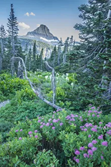 Mountain landscape with spirea flowers and bear grass, Glacier National Park, Montana, USA Mountain landscape with spirea flowers and bear grass, Glacier National Park, Montana, USA