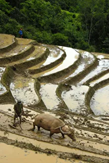 Mountain paddy, irrigated rice terraces, farmer tilling and plowing the field with a water buffalo, Phongsali district and province, Laos, Southeast Asia, Asia