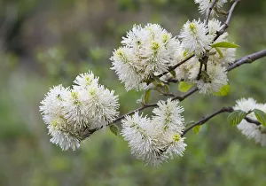 Mountain Witch Alder -Fothergilla major-, flowering, Thuringia, Germany Mountain Witch Alder -Fothergilla major-, flowering, Thuringia, Germany