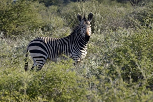 Mountain Zebra -Equus zebra-, Erongo Region, Namibia Mountain Zebra -Equus zebra-, Erongo Region, Namibia