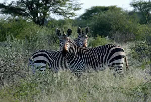 Mountain zebras -Equus zebra-, Erongo Region, Namibia