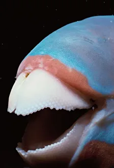 <b class=qtipBold><figcaption>Mouth of Bluebarred Parrotfish</figcaption></b><br>Jeff Rotman Underwater Photography, 6395-000154 Mouth of Bluebarred Parrotfish