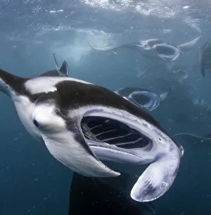 <b class=qtipBold><figcaption>MOUTHS</figcaption></b><br>Feeding giant manta rays.Hanifaru BayBaa Atoll area, MALDIVES<br><em>© 2010 Wildestanimal</em> MOUTHS