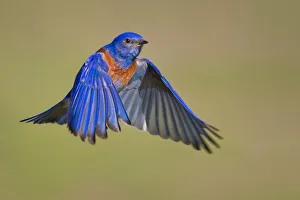 <b class=qtipBold><figcaption>Mr. Bluebird</figcaption></b><br>Male western bluebird.<br><em>© Phoo Chan</em> Mr. Bluebird
