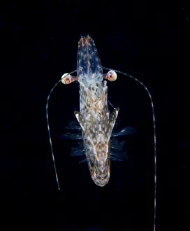 <b class=qtipBold><figcaption>Mr. Shrimp</figcaption></b><br>Andrey Narchuk Photography, 508499665<br><em>© Andrey Narchuk</em> Mr. Shrimp