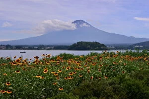 Gaillardia Gallery: Mt Fuji and gaillardia (blanket flower)