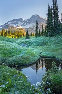 Mt. Rainier reflecting in tarn at dawn, Indian Henrys Hunting Ground, Mt. Rainier National Park, Washington State, USA Mt. Rainier reflecting in tarn at dawn, Indian Henrys Hunting Ground, Mt. Rainier National Park, Washington State, USA