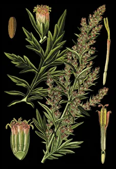 mugwort, riverside wormwood, felon herb, chrysanthemum weed, wild wormwood mugwort, riverside wormwood, felon herb, chrysanthemum weed, wild wormwood