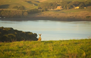 <b class=qtipBold><figcaption>Mule Deer</figcaption></b><br>A mule deer (doe) stands on a grassy meadow during a sunset over Point Reyes National Seashore, California<br><em>© 2017 Chase Dekker Wild-Life Images</em> Mule Deer