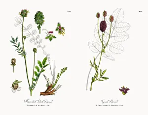 Muricated Salad Burnet, Poterium muricatum, Victorian Botanical Illustration, 1863 Muricated Salad Burnet, Poterium muricatum, Victorian Botanical Illustration, 1863