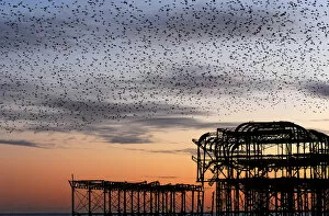 Roost Gallery: Murmuration over the ruins of Brightons West Pier