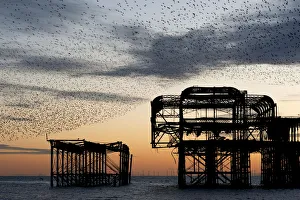 Murmuration over the ruins of Brightons West Pier Murmuration over the ruins of Brightons West Pier