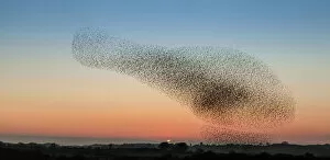 Birds Collection: Murmuration of starling on Anglesey