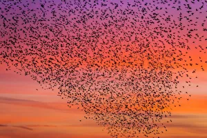 Starlings Gallery: Related Images Collection