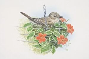 Images Dated 30th June 2006: Muscicapa striata, Spotted Flycatcher, illustration of grey-brown in colour with an off-white breast
