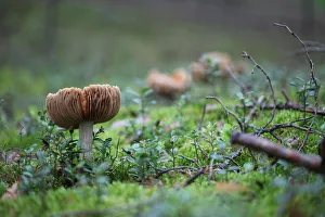 <b class=qtipBold><figcaption>Mushrooms line</figcaption></b><br>Fores at Tver region. Wild mushrooms, foxberry and moss at swamp.<br><em>© Andrey Narchuk</em> Mushrooms line