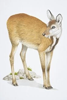 Images Dated 18th May 2006: Musk Deer, Moschus moschiferus, brown deer with long teeth