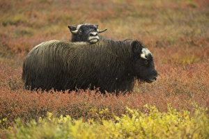 Two musk ox (Ovibos moschatus) calves on autumnal tundra Two musk ox (Ovibos moschatus) calves on autumnal tundra