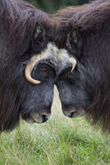Musk Oxen -Ovibos moschatus- in Skandinavisk Dyrepark or Scandinavian Wildlife Park Musk Oxen -Ovibos moschatus- in Skandinavisk Dyrepark or Scandinavian Wildlife Park