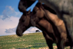 Three mustang mares in pastoral landscape, old stallion in distance Three mustang mares in pastoral landscape, old stallion in distance