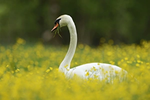 Mute Swan -Cygnus olor- feeding on buttercups -Ranunculus-, Sarnen, Canton of Obwalden Mute Swan -Cygnus olor- feeding on buttercups -Ranunculus-, Sarnen, Canton of Obwalden