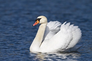 Mute Swan -Cygnus olor-, male, Upper Bavaria, Bavaria, Germany, Europe Mute Swan -Cygnus olor-, male, Upper Bavaria, Bavaria, Germany, Europe