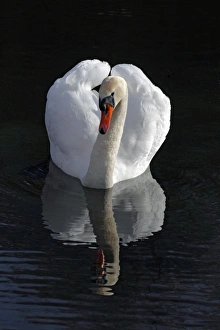 Mute Swan -Cygnus olor- with reflection in water Mute Swan -Cygnus olor- with reflection in water