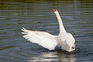 Mute Swan -Cygnus olor- spreading its wings, North Hesse, Hesse, Germany Mute Swan -Cygnus olor- spreading its wings, North Hesse, Hesse, Germany
