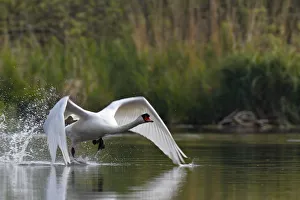 Mute Swan -Cygnus olor-, starting, Mecklenburg-Western Pomerania, Germany Mute Swan -Cygnus olor-, starting, Mecklenburg-Western Pomerania, Germany