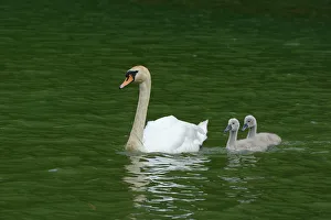 Mute Swan -Cygnus olor- swimming with two cygnets on Wichelsee lake, Sarnen, Switzerland Mute Swan -Cygnus olor- swimming with two cygnets on Wichelsee lake, Sarnen, Switzerland